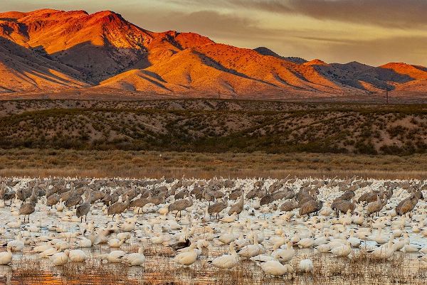 Sandhill cranes and snowgeese wade at Bosque Del Apache National Wildlife Reserve-New Mexico-USA